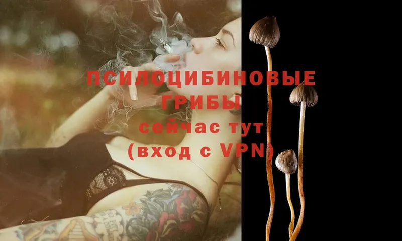 купить  цена  Пятигорск  Галлюциногенные грибы GOLDEN TEACHER 